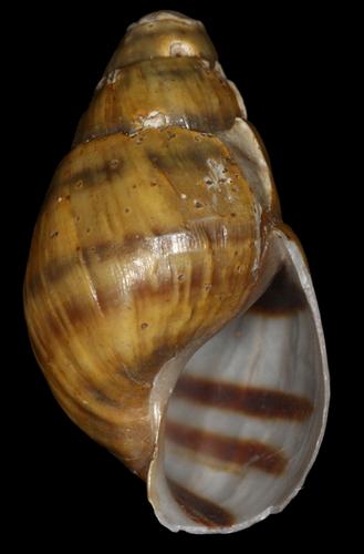 Pleurocera ampla